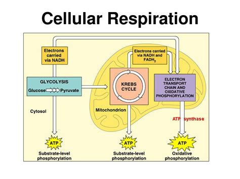 Cellular Respiration Steps Inputs And Outputs