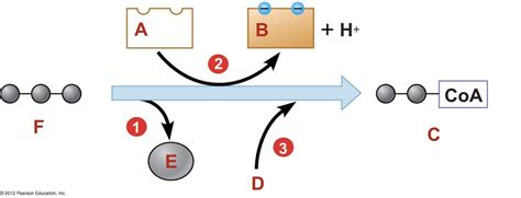 Ch6 Cell Respiration Prep Step Inputs Outputs Diagram Quizlet