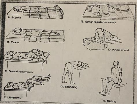 Chapter 3 Body Positions Diagram Quizlet
