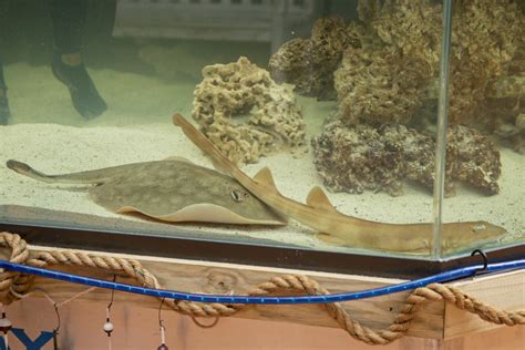 Charlotte The Stingray Is Still Pregnant Without A Male