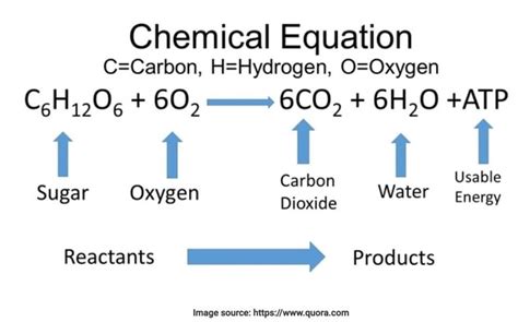 6 Steps Cellular Respiration