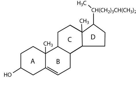 Chemical Structure Of Lipids Expii