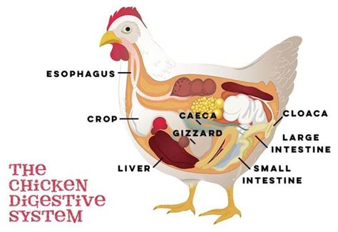Chicken Digestive System 101 Bitchin Chickens
