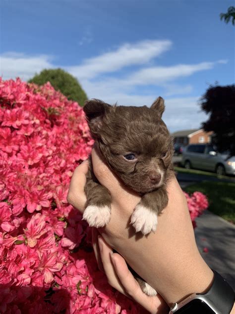 Chihuahua Puppies For Sale In Roanoke Va