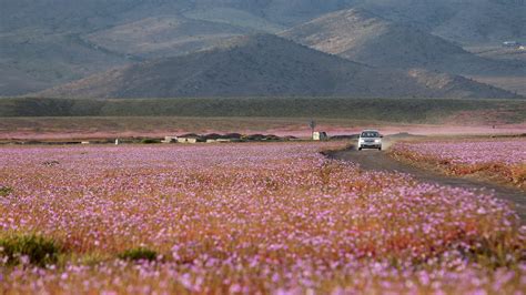 Chilean Desert One Of The Driest Places On Earth Is Awash In Flowers Kcur Kansas City News And Npr
