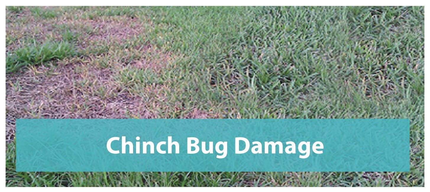 Chinch Bug Damage Symptoms