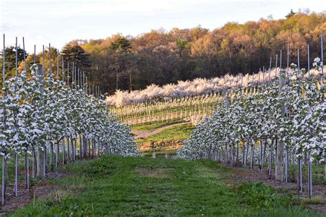 Boost Your Earnings with Chip in Farm: Strategies for Success