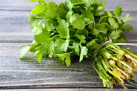 Cilantro Rogue Produce