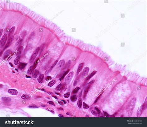 Ciliated Pseudostratified Columnar Epithelium Trachea