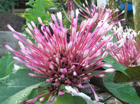 Clerodendrum Quadriloculare Starburst Clerodendrum Richard Lyons