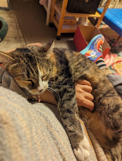 Clingy Cats What To Do About A Velcro Cat Hill S Pet