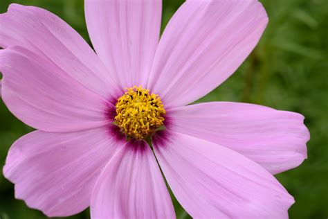 Close Up Of Flower On Plant