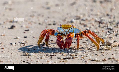 Close Up Of Sally Lightfoot Crab Grapsus Grapsus On A Sandy Beach