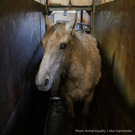 Unraveling the Mystery Behind Cobain Death Horse Rumors