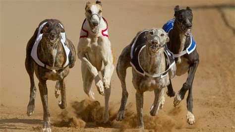 Cocaine Gives Greyhound Racing A Black Eye American Veterinary Medical Association Cocaine Gives Greyhound Racing A Black Eye American Veterinary Medical Association