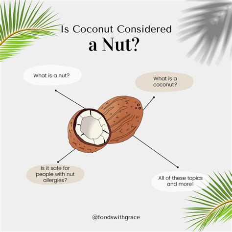 Coconut Is Nut Or Fruit