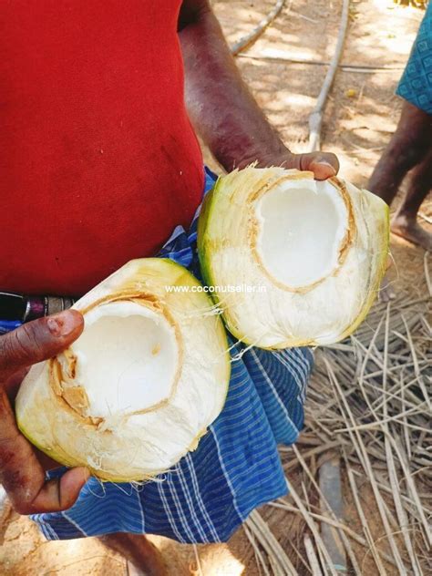 Coconut Meat Also Known As Coconut Flesh Coconut Seller India