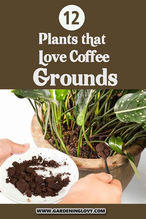 Coffee Grounds For Plants Are Coffee Grounds Good For Plants