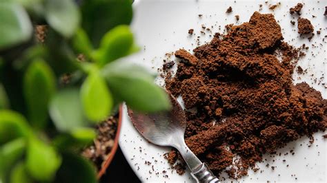 5 Ways Coffee Grounds Help Plants