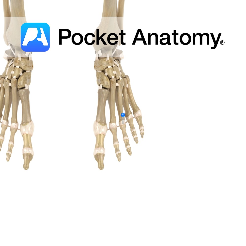 Collateral Metatarsophalangeal Ligaments Complete Anatomy