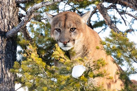 Colorado Cuts Back On Mountain Lion Hunting Cancels April Season Colorado Cuts Back On Mountain Lion Hunting Cancels April Season