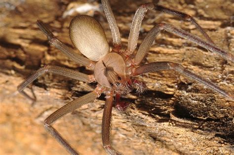 Colorado Springs Complete Brown Recluse Spider Contro Vrogue Co