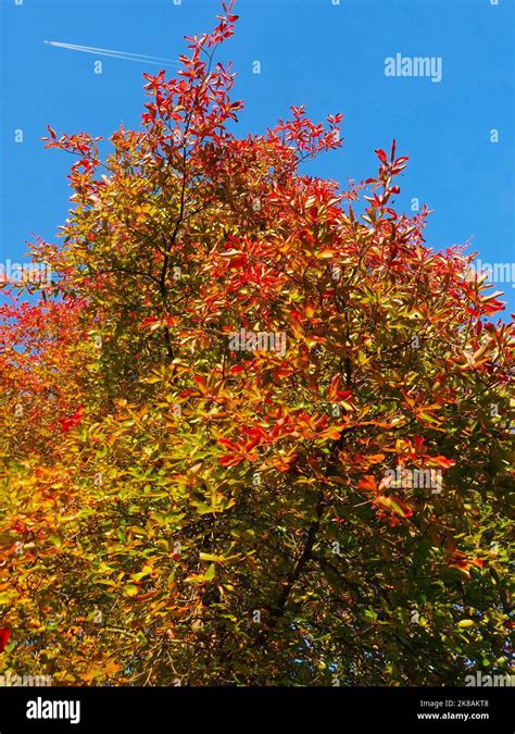 Colours Of Autumn Fall Beautiful Black Tupelo Tree Stock Photo Alamy