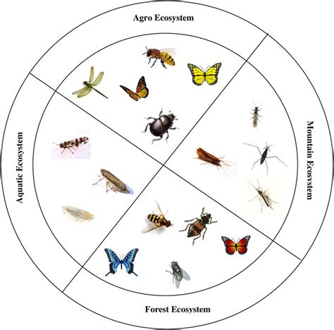 Common Aquatic Insects Bioindicators