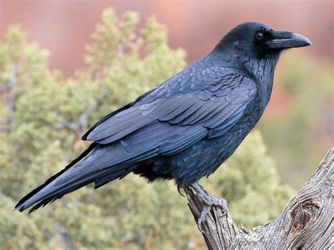 Common Raven Corvus Corax Black Bird Bioexplorer Common Raven Corvus Corax Black Bird Bioexplorer