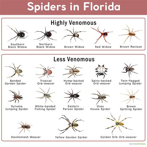 Common Spiders In Florida Chart