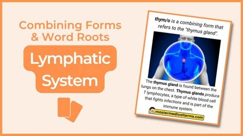 Common Word Roots For Lymphatic System Master Medical Terms