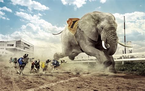 Competition Racing Dogs Elephant Funny Creative Wallpaper 1920X1200 Competition Racing Dogs Elephant Funny Creative Wallpaper 1920X1200
