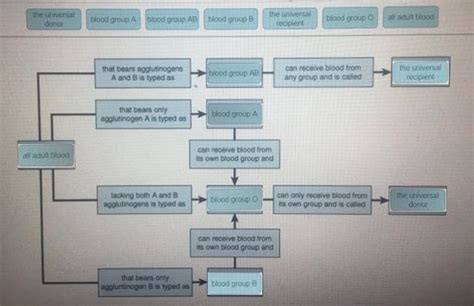 Complete The Concept Map To Describe The Abo Blood Groups And The Basis Complete The Concept Map To Describe The Abo Blood Groups And The Basis