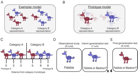 Concept Representations Per The Exemplar And Prototype Models Exemplar