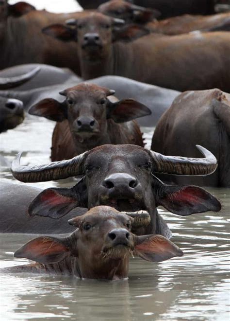 Conserving Wild Water Buffaloes Challenges And Solutions