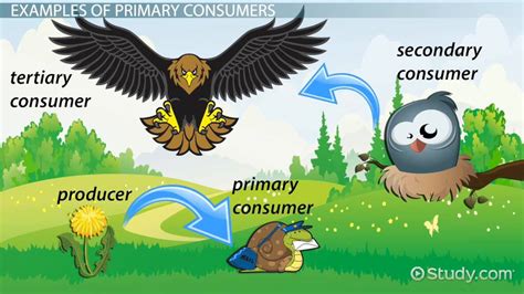 Consumer Examples Biology