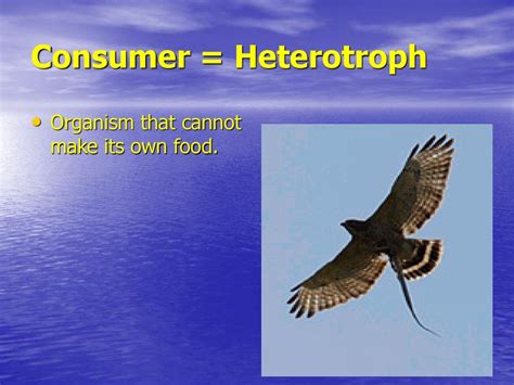 Consumer Heterotroph Definition