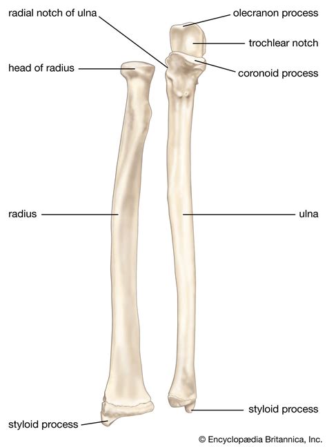 Coronoid Process Of Ulna Braxtonewabaldwin Coronoid Process Of Ulna Braxtonewabaldwin