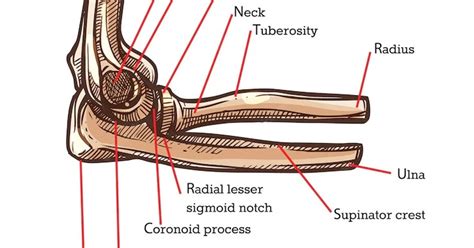 Coronoid Process Of Ulna It S Anatomy And Function Coronoid Process Of Ulna It S Anatomy And Function