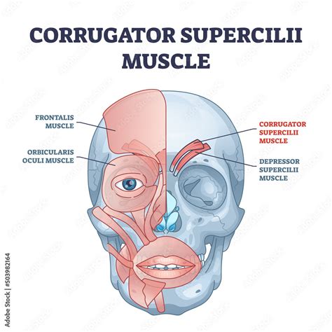 5 Facts Corrugator Supercilii Muscle