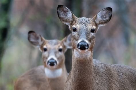 Could The Blood Of White Tailed Deer Help Treat Lyme Disease