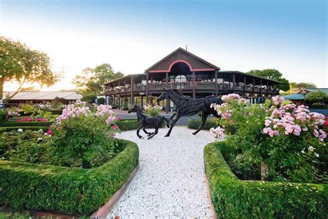 Countdown To Karaka 2025 New Zealand Bloodstock Thoroughbred