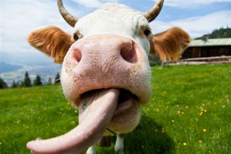 Cow With Tongue Stock Photo Image Of Meadow Close Mountains 23158730