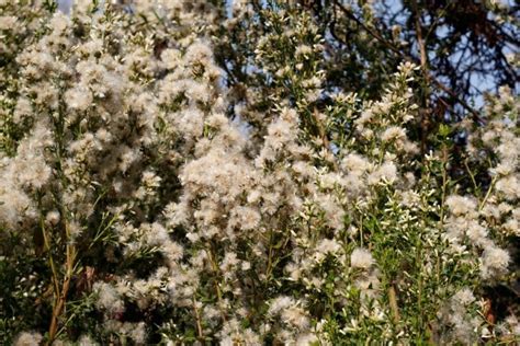 Unlocking Secrets of Coyote Brush