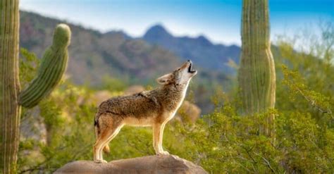 Coyote Howling Why Do Coyotes Make Sounds At Night A Z Animals Coyote Howling Why Do Coyotes Make Sounds At Night A Z Animals
