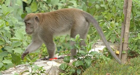 Crab Eating Macaque The Animal Facts Appearance Diet Habitat Crab Eating Macaque The Animal Facts Appearance Diet Habitat