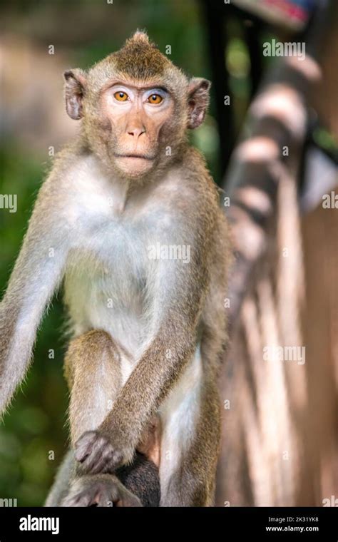 5 Facts Crab Macaque