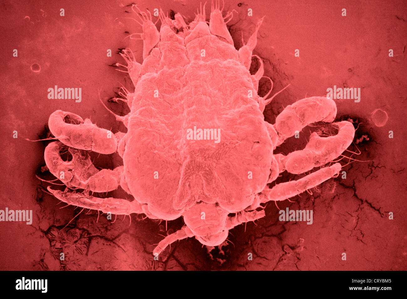 Crab Louse Stock Photo Alamy
