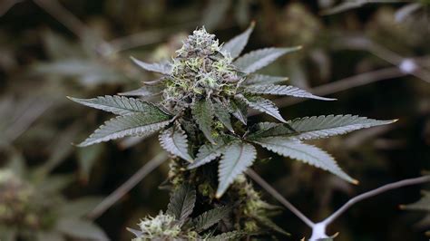 Craft Cultivator Oregonix Launches Northern Heights In Illinois Cannabis Equipment News Craft Cultivator Oregonix Launches Northern Heights In Illinois Cannabis Equipment News