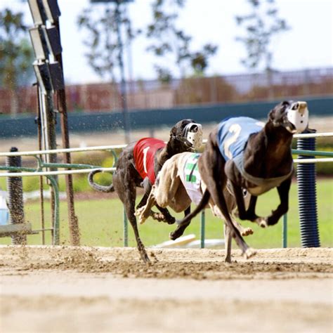 Crayford Stadium Dog Racing History Visiting Guide 2025 Handmade Kent Crayford Stadium Dog Racing History Visiting Guide 2025 Handmade Kent